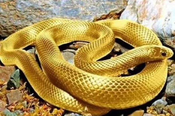 Nhà cái Gi88 là nơi cung cấp những chương trình lô đề hiệu quả nhất Nhà cái Gi88 là nơi cung cấp những chương trình lô đề hiệu quả nhất