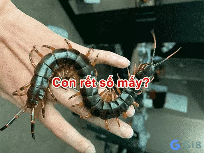 Gặp rết trong mơ Con rết đánh số mấy chắc thắng?