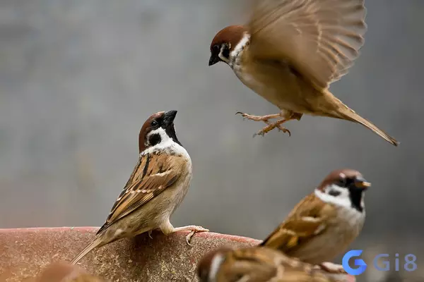 Chim bay vào nhà báo hiệu nhiều điều may mắn Chim bay vào nhà có điềm gì ? Là điềm tốt hay xấu?