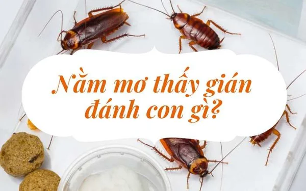 Ý nghĩa cụ thể từng giấc mơ về con gián Ý nghĩa cụ thể từng giấc mơ về con gián