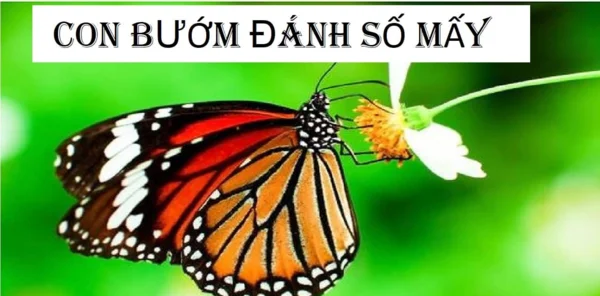 Tìm hiểu về ý nghĩa khi thấy con bướm Tìm hiểu về ý nghĩa khi thấy con bướm