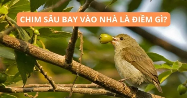 Chim sâu bay vào nhà có ý nghĩa gì? Chim sâu bay vào nhà có ý nghĩa gì?