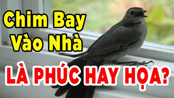 Điềm báo chim bay vào nhà Điềm báo chim bay vào nhà
