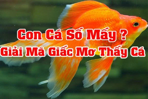 Tìm hiểu về số đề con cá Tìm hiểu về số đề con cá