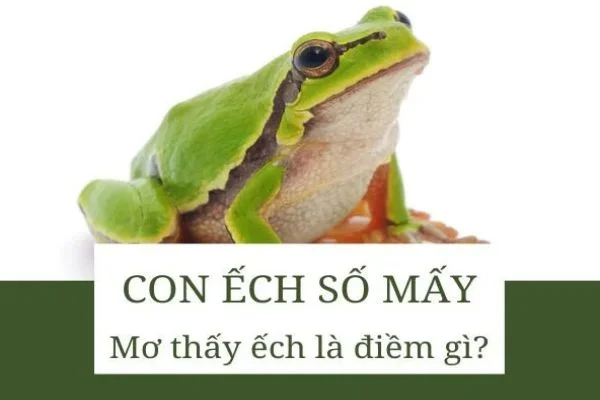 Ý nghĩa từ giấc mơ thấy ếch nhái đánh số gì Ý nghĩa từ giấc mơ thấy ếch nhái đánh số gì