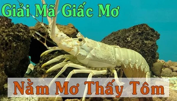 Giải mã giấc mơ thấy tôm chi tiết Giải mã giấc mơ thấy tôm chi tiết