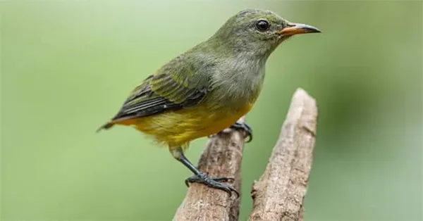 Giải mã ý nghĩa khi thấy chim sâu bay vào nhà Giải mã ý nghĩa khi thấy chim sâu bay vào nhà