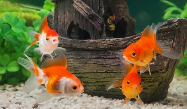 Giải mã giấc mơ thấy cá – số đề con cá may mắn Giải mã giấc mơ thấy cá - số đề con cá may mắn
