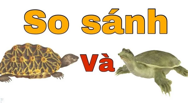 Con ba ba và con rùa có ý nghĩa gì? Số nào liên quan? Con ba ba và con rùa có ý nghĩa gì? Số nào liên quan?
