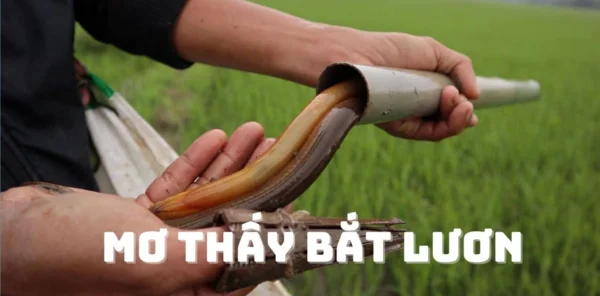 Chi tiết giải mã bắt được con lươn đánh số mấy Chi tiết giải mã bắt được con lươn đánh số mấy