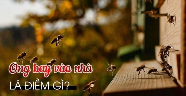 Điềm báo từ hiện tượng ong bay vào nhà Điềm báo từ hiện tượng ong bay vào nhà