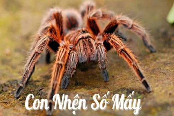 Giải mã giấc mơ thấy con nhện và con số tương ứng may mắn Giải mã giấc mơ thấy con nhện và con số tương ứng may mắn