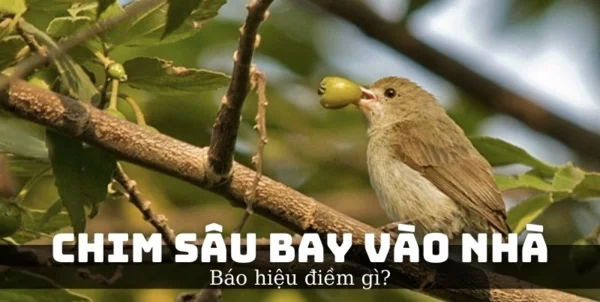 Thấy chim sâu bay vào nhà là điềm tốt hay xấu Thấy chim sâu bay vào nhà là điềm tốt hay xấu