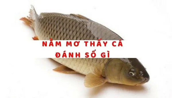 Khám phá các con số may mắn liên quan đến con cá Khám phá các con số may mắn liên quan đến con cá