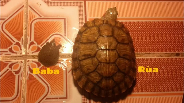 Giấc mơ thấy con ba ba và con rùa đánh con gì Giấc mơ thấy con ba ba và con rùa đánh con gì