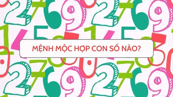 Người mệnh Mộc hợp số nào? Người mệnh Mộc hợp số nào?
