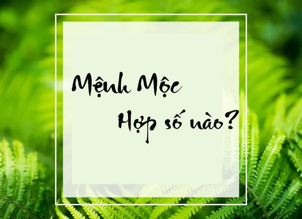 Giải đáp chi tiết người mệnh mộc hợp số nào? Giải đáp chi tiết người mệnh mộc hợp số nào?