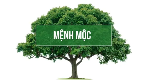 Ý nghĩa con số hợp với mệnh Mộc Ý nghĩa con số hợp với mệnh Mộc