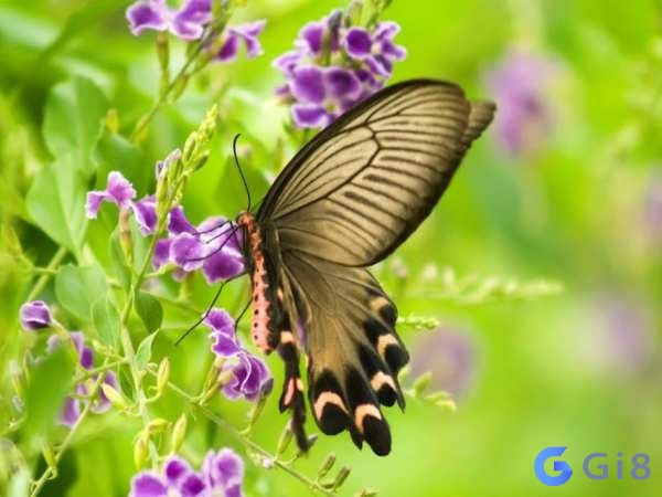 con bướm là số gì? con bướm là số gì?