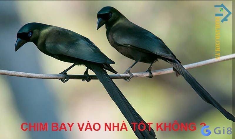 Giải mã hiện tượng chim khách bay vào nhà theo hướng bay Giải mã hiện tượng chim khách bay vào nhà theo hướng bay