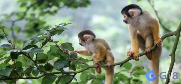 Con khỉ là số mấy? Con khỉ là số mấy?