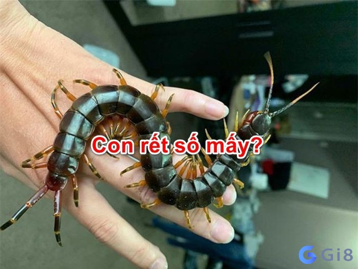 Con rết đánh số mấy: Gi88 giải đáp những giấc mơ về con rết Con rết đánh số mấy: Gi88 giải đáp những giấc mơ về con rết