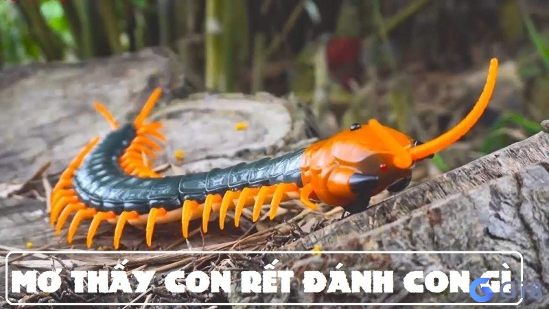 Con rết đánh số mấy: Gi88 giải đáp những giấc mơ về con rết Con rết đánh số mấy: Gi88 giải đáp những giấc mơ về con rết
