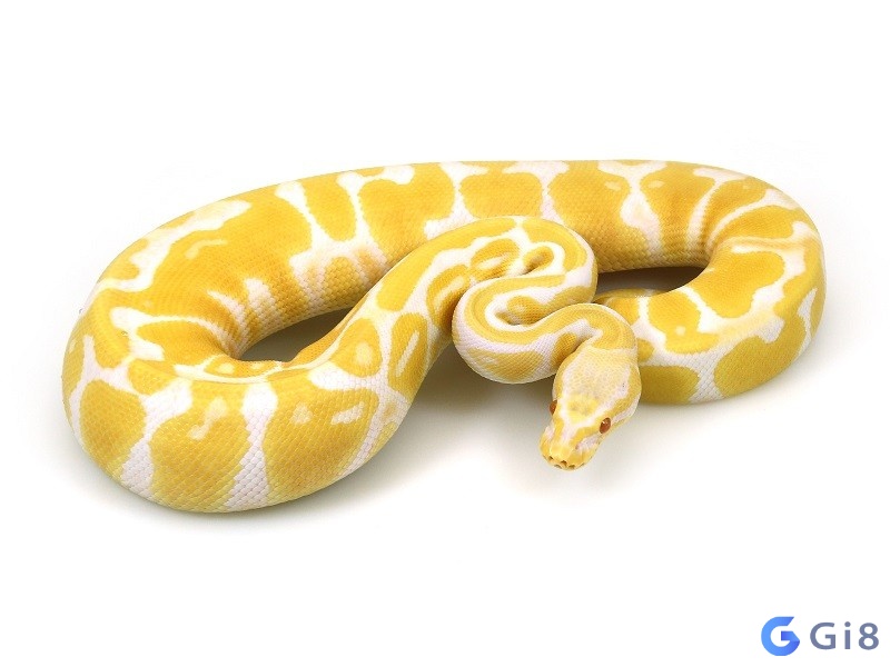 Ngủ mơ thấy con trăn đang bơi dưới nước Ngủ mơ thấy con trăn đang bơi dưới nước