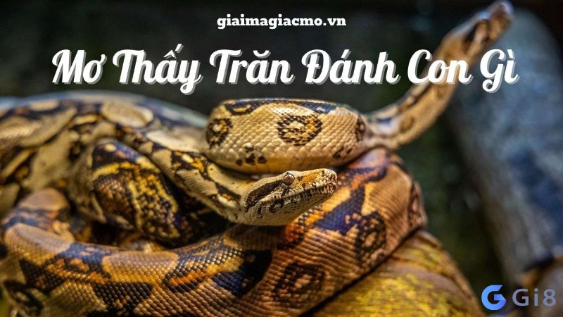 Con trăn số mấy: Gi88 điềm báo về giấc mơ thấy trăn Con trăn số mấy: Gi88 điềm báo về giấc mơ thấy trăn
