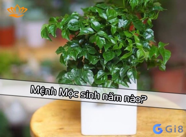 Mệnh mộc sinh năm bao nhiêu? Cùng gi8 tìm hiểu mệnh mộc Mệnh mộc sinh năm bao nhiêu? Cùng gi8 tìm hiểu mệnh mộc