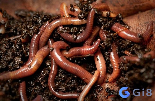 Giun đất còn gọi là trùng là loài thân thiện với nhà nông Giun đất còn gọi là trùng, vậy con trùng số mấy?