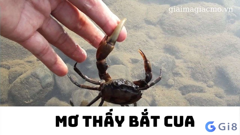Mơ thấy bắt cua mang đến dự cảm gì cho chủ nhân giấc mơ Mơ thấy bắt cua mang đến dự cảm gì cho chủ nhân giấc mơ