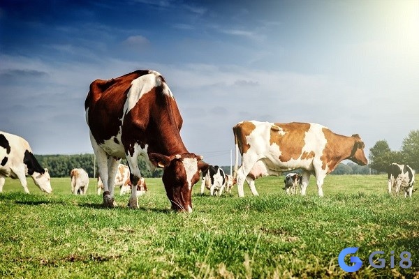 Khi ngủ và mơ thấy bò cái thì hãy đánh: 91. Mơ thấy con bò đánh con gì?