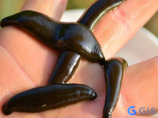 Mơ thấy đỉa đánh con gì để trúng đề? mơ thấy đỉa đánh con gì