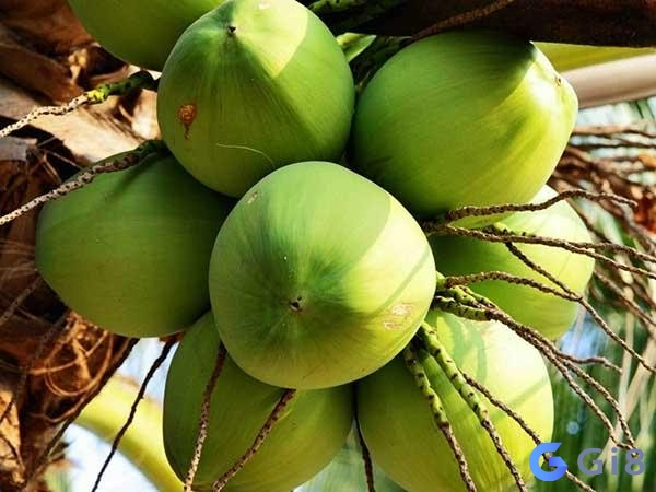 Mơ thấy trái dừa mang lại nhiều may mắn Mơ thấy trái dừa mang lại nhiều may mắn