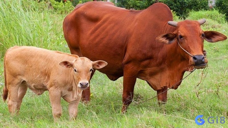 Mơ thấy con bò là chuyện hay gặp nhưng là lành hay rủi? Nằm mơ thấy con bò đánh số mấy