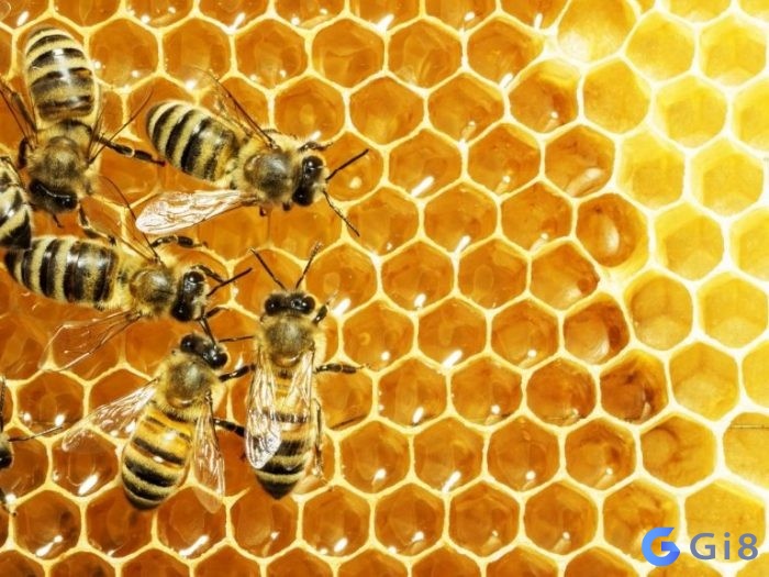 Mơ thấy con ong là điềm gì? Bạn có biết mơ thấy ong số mấy hay không?