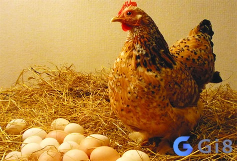 Mơ thấy gà mái đang ấp trứng Mơ thấy gà mái đang ấp trứng