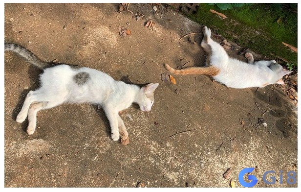 Màu sắc lông cũng là một chi tiết quan trọng nếu bạn muốn biết mơ thấy mèo chết đánh con gì? Màu sắc lông cũng là một chi tiết quan trọng nếu bạn muốn biết mơ thấy mèo chết đánh con gì?