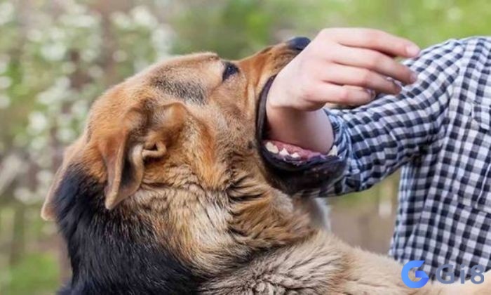 Chiêm bao thấy chó cắn không nên quá hoảng sợ Chiêm bao thấy chó cắn không nên quá hoảng sợ
