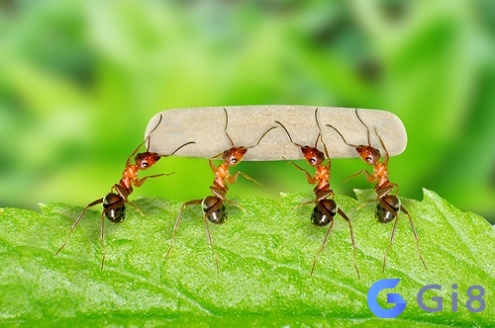 Mơ thấy kiến rời tổ là điềm báo tốt về con đường danh vọng Mơ thấy kiến rời tổ là điềm báo tốt về con đường danh vọng