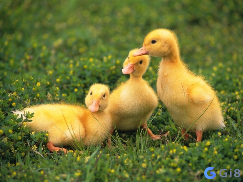 Chiêm bao thấy vịt con là giấc mơ thông báo may mắn và một tương lai tươi sáng Chiêm bao thấy vịt con là giấc mơ thông báo may mắn và một tương lai tươi sáng