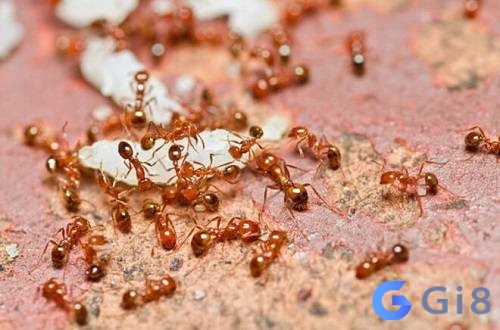 Ngủ mơ thấy kiến lửa là điềm báo không tốt cho gia đình bạn Ngủ mơ thấy kiến lửa là điềm báo không tốt cho gia đình bạn