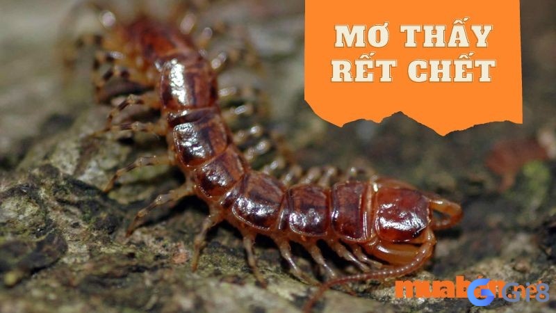 Rết chết là điềm không lành nếu nằm mơ thấy con rết đánh số gì? Rết chết là điềm không lành, nằm mơ thấy con rết đánh số gì