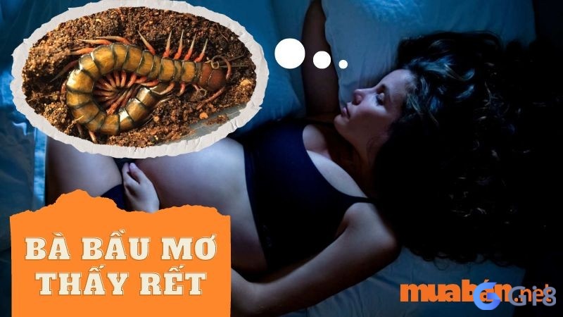 Nếu nữ giới có bầu nằm mơ thấy rết là điềm dự báo “mẹ tròn con vuông” Nằm mơ thấy con rết đánh số gì?