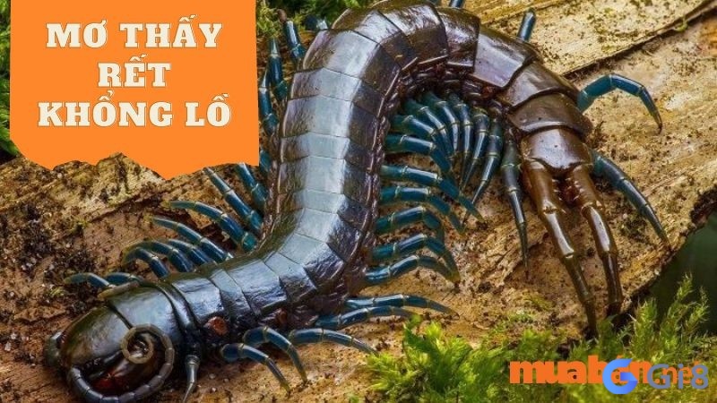 Con rết khổng lồ là vật rất đáng sợ, nằm mơ thấy con rết đánh số gì là dễ trúng nhất nhỉ? Con rết khổng lồ là vật rất đáng sợ, nằm mơ thấy con rết đánh số gì là dễ trúng nhất nhỉ?