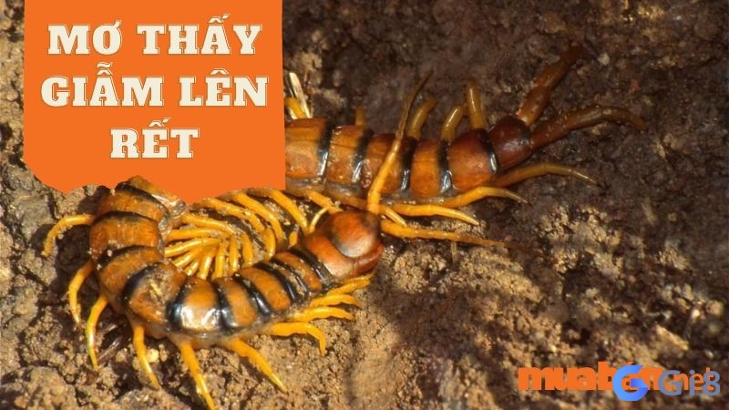 Mơ thấy giẫm lên rết hãy cẩn thận trong thời gian tới nhé, có biết nằm mơ thấy con rết đánh số gì không? Mơ thấy giẫm lên rết hãy cẩn thận trong thời gian tới nhé, có biết nằm mơ thấy con rết đánh số gì không?