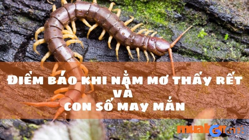 Nằm mơ thấy con rết đánh số gì? Nằm mơ thấy con rết đánh số gì? bạn biết chửa ?