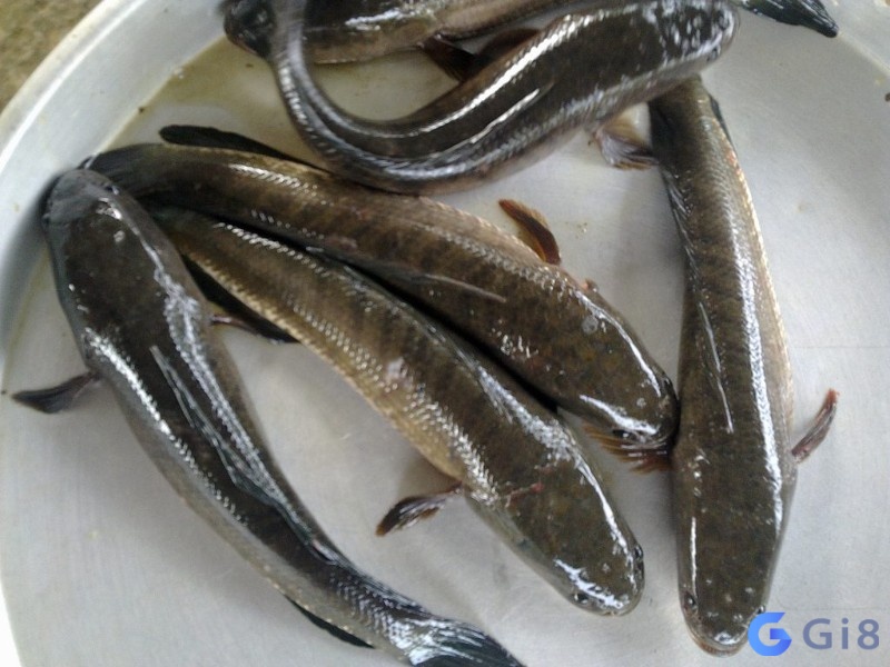 Chiem bao thay ca loc danh so may – Chiêm bao cá lóc có nhiều dự báo Chiem bao thay ca loc danh so may - Chiêm bao cá lóc có nhiều dự báo