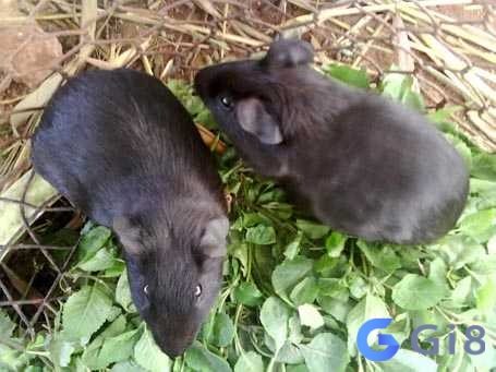 Mơ thấy chồn đen cảnh báo nguy hiểm cận kề Mơ thấy chồn đen cảnh báo nguy hiểm cận kề
